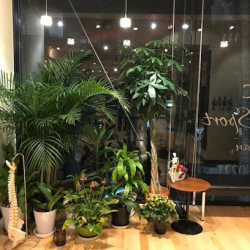 ＮＹＣ ＤａｎｃｅＳｐｏｒｔ Ｊａｐａｎ