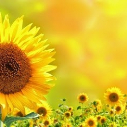 ADTV Tanzschule Uschi Braun - Tanzkurse