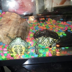 Amy Hackett School of Dance